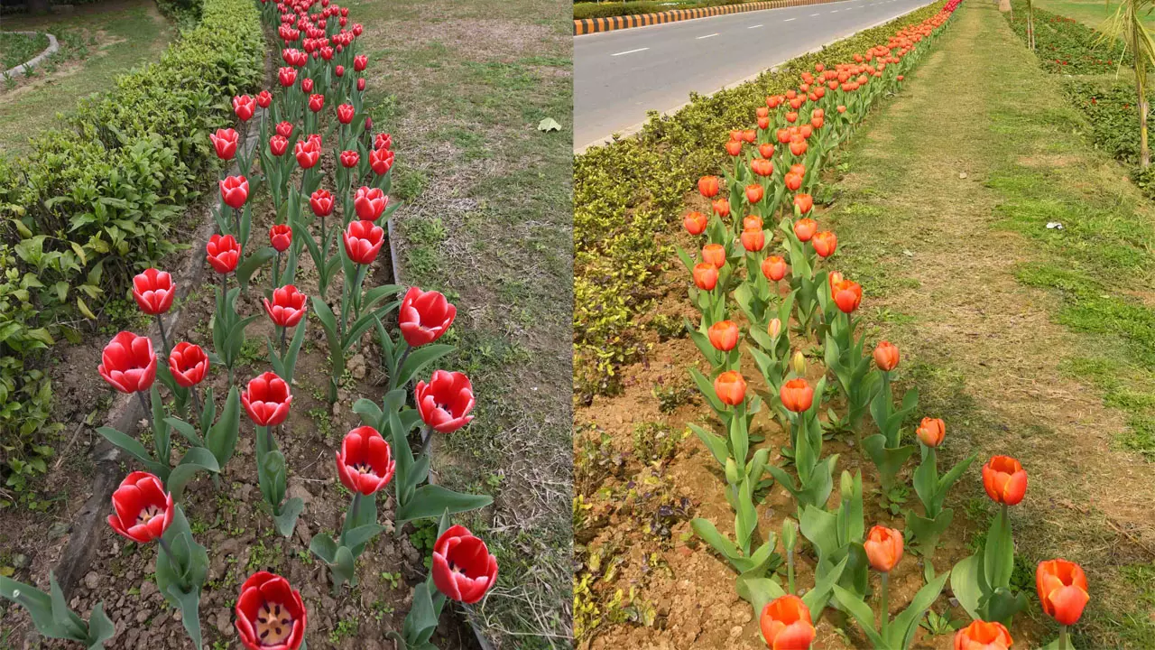 Tulip Flower Meaning In Telugu Best Flower Site