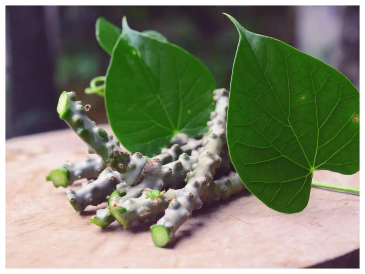 Eating giloy is safe, does not cause liver damage Govt