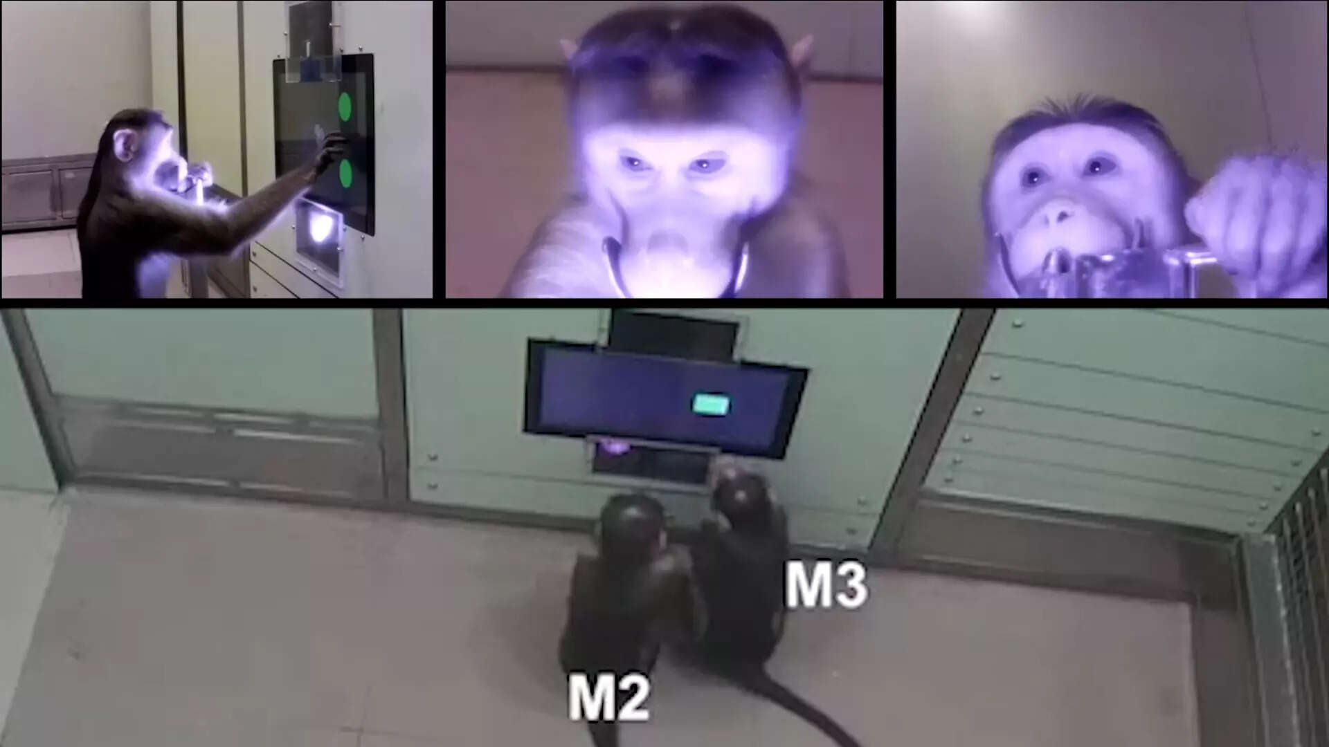 Monkeys get a specialised lab at IISc