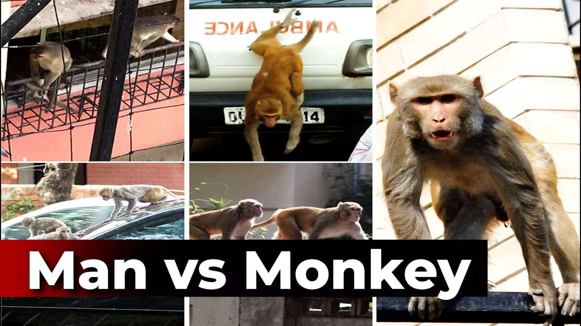 Keeping monkeys away from the PMO, opposition and defence ministry