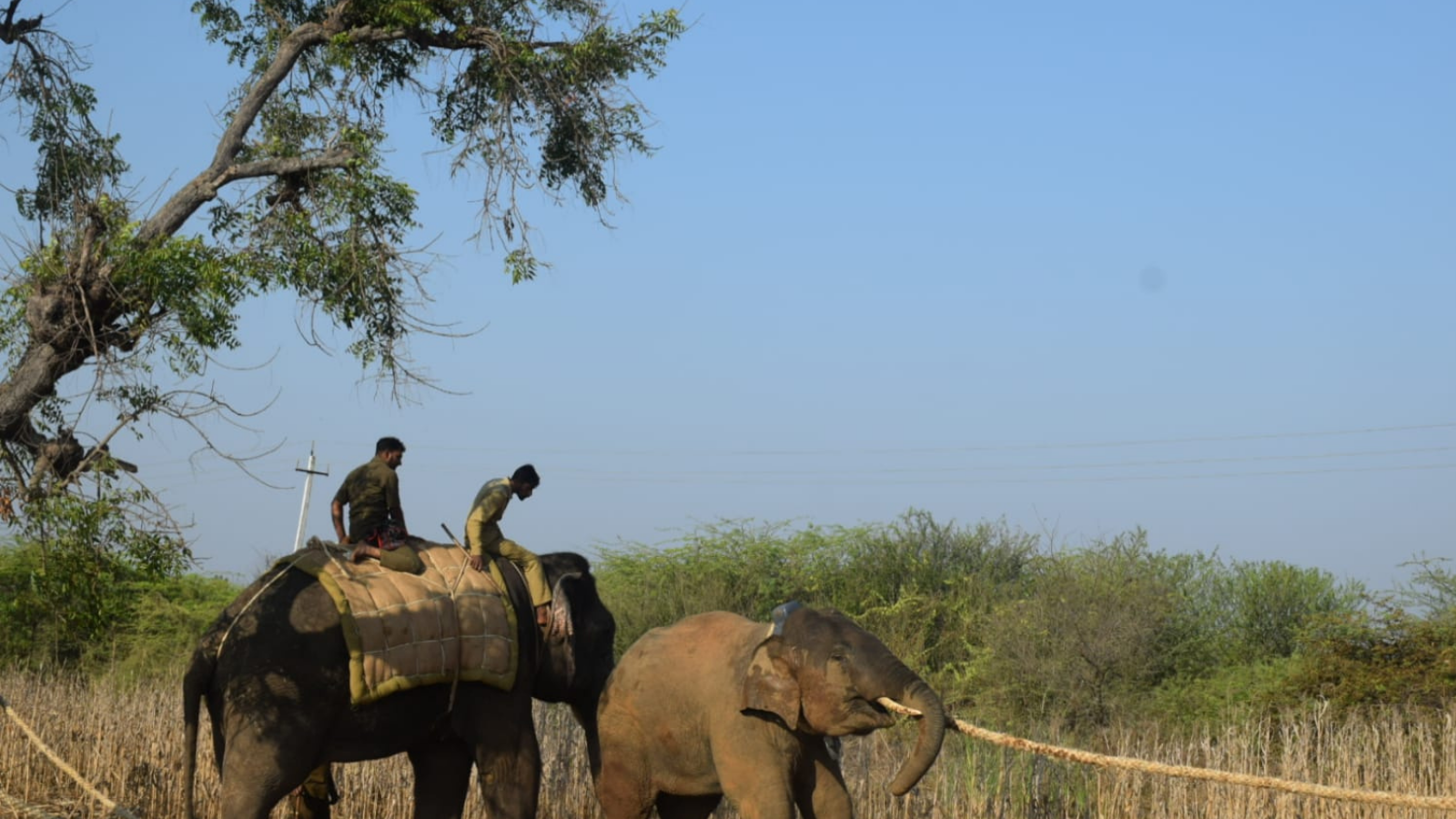 Photos: Tusker that strayed into village 'honeytrapped'