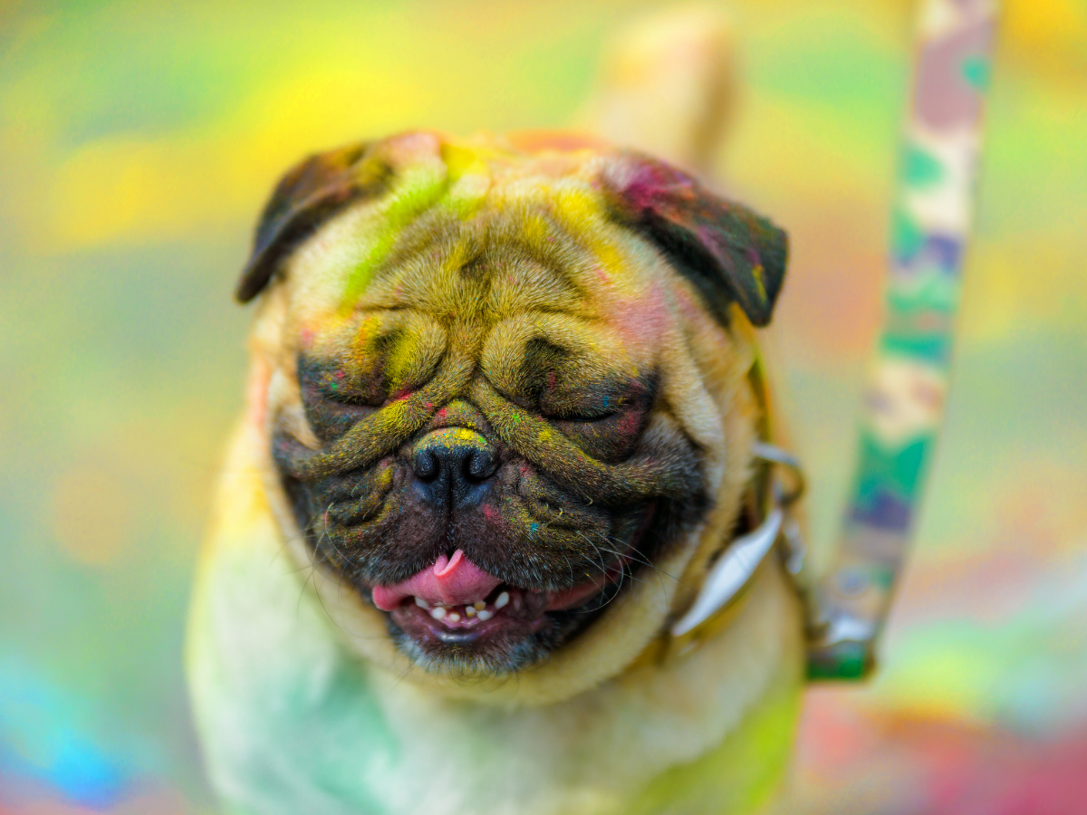Four important tips to make Holi safe and fun for your pets
