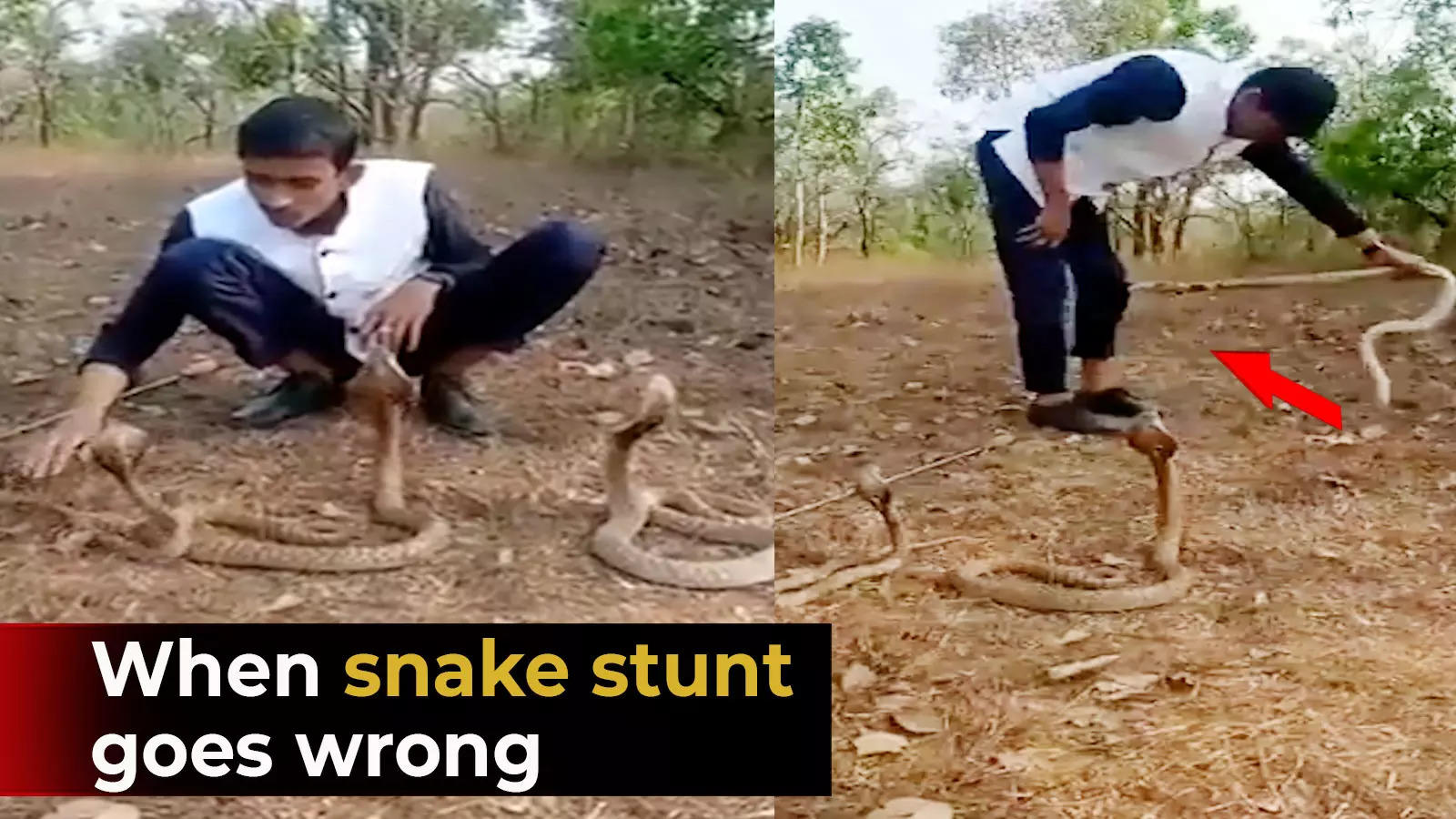 Viral Video Karnataka Mans Stunt With Cobras Goes Wrong 3805