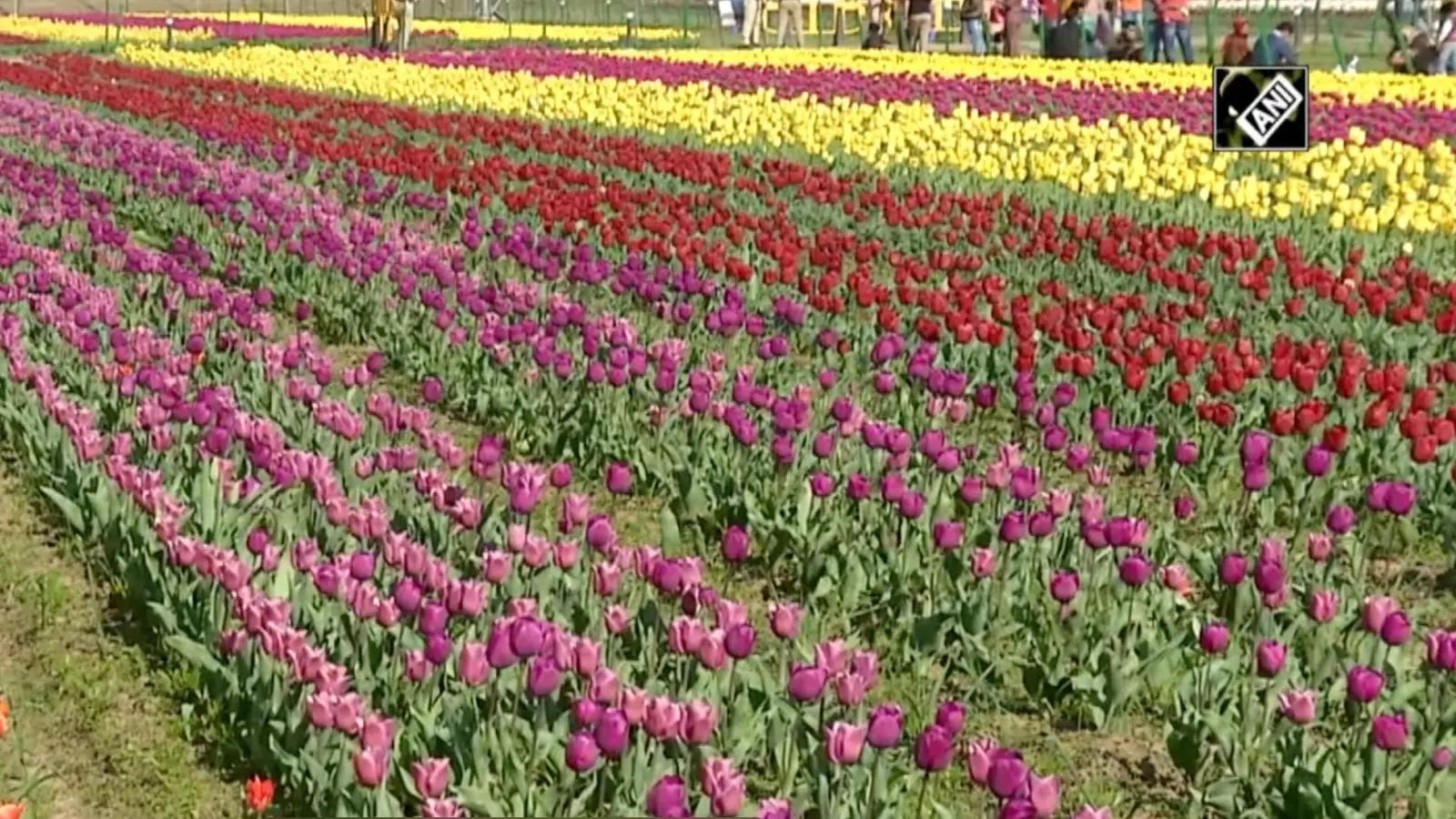 tulip: Preparations in full swing for opening of Kashmir's Indira ...