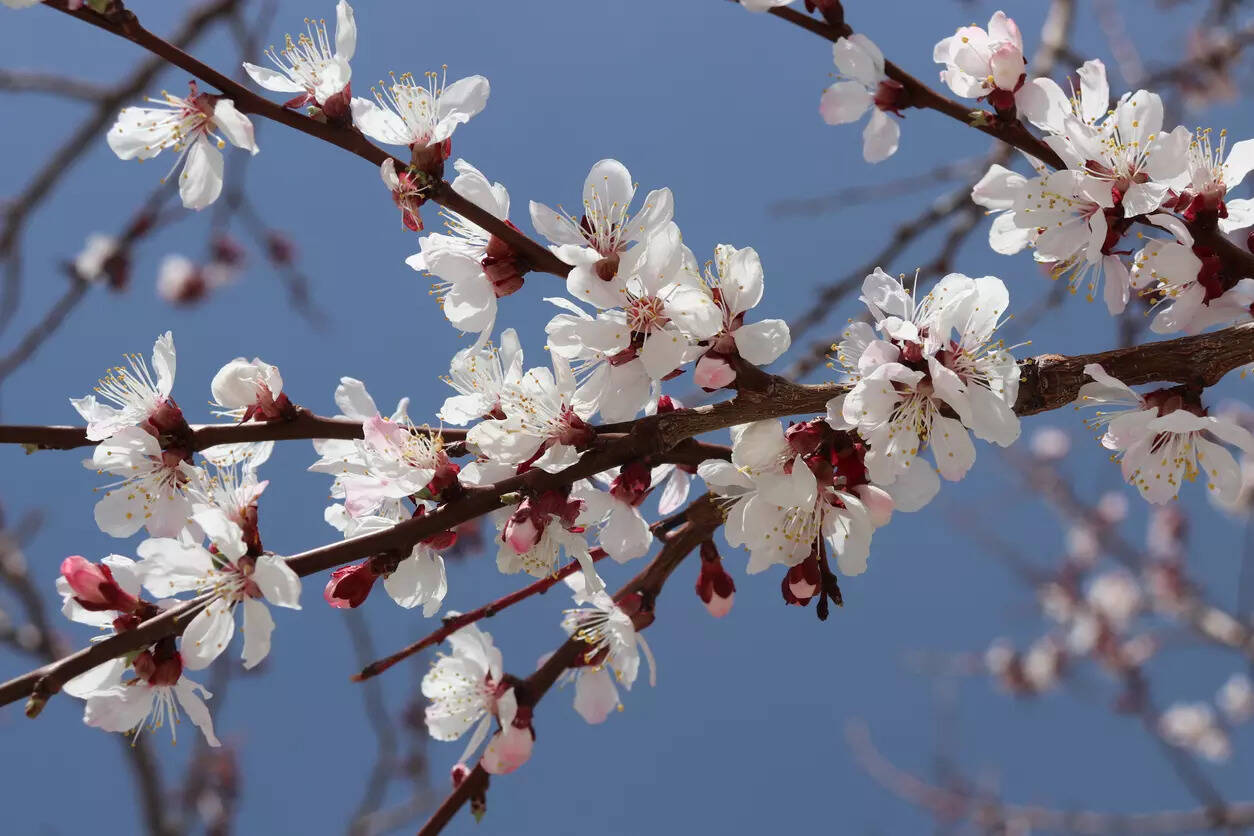Ladakh to host Apricot Blossom Festival in April Times of India Travel