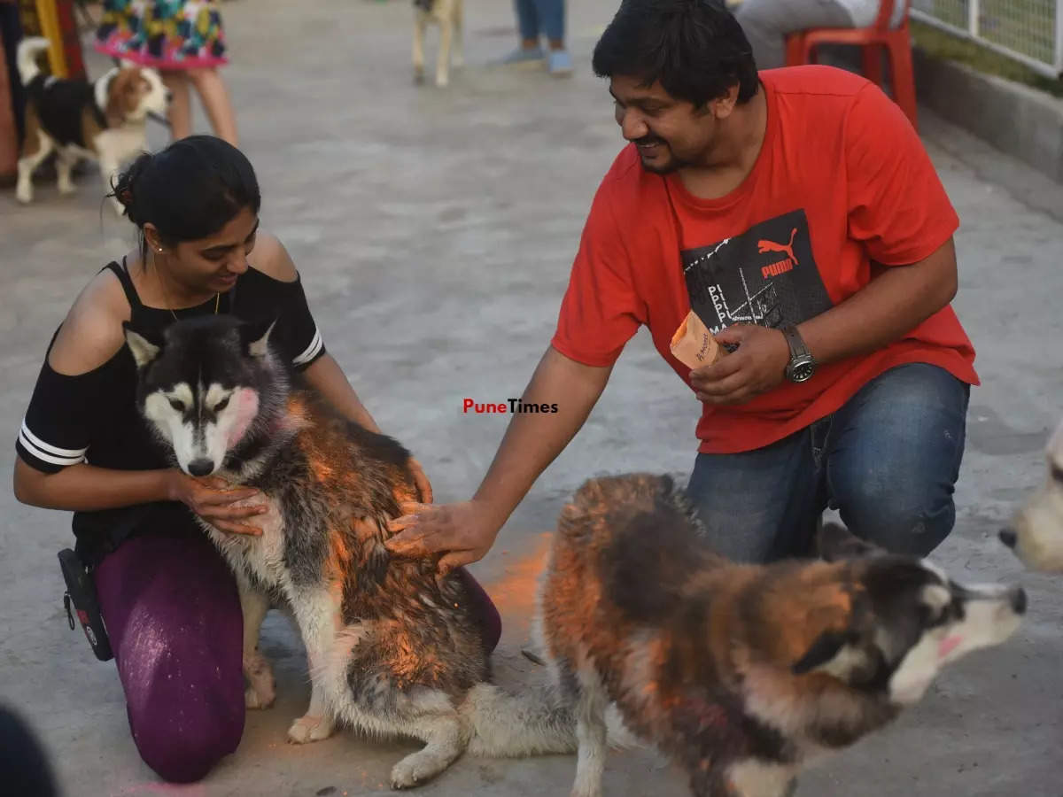 Pet parents play holi with their dogs
