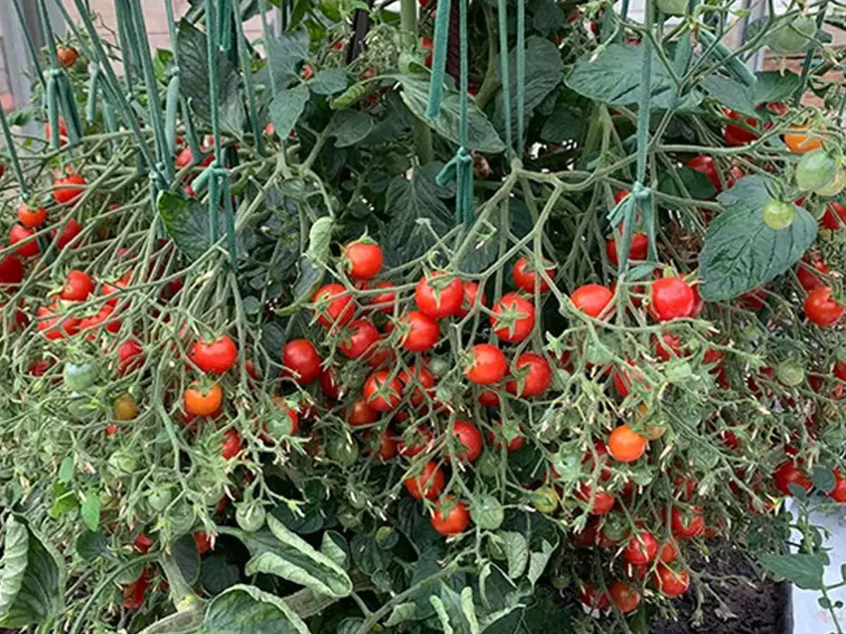 tomates-à-une-tige