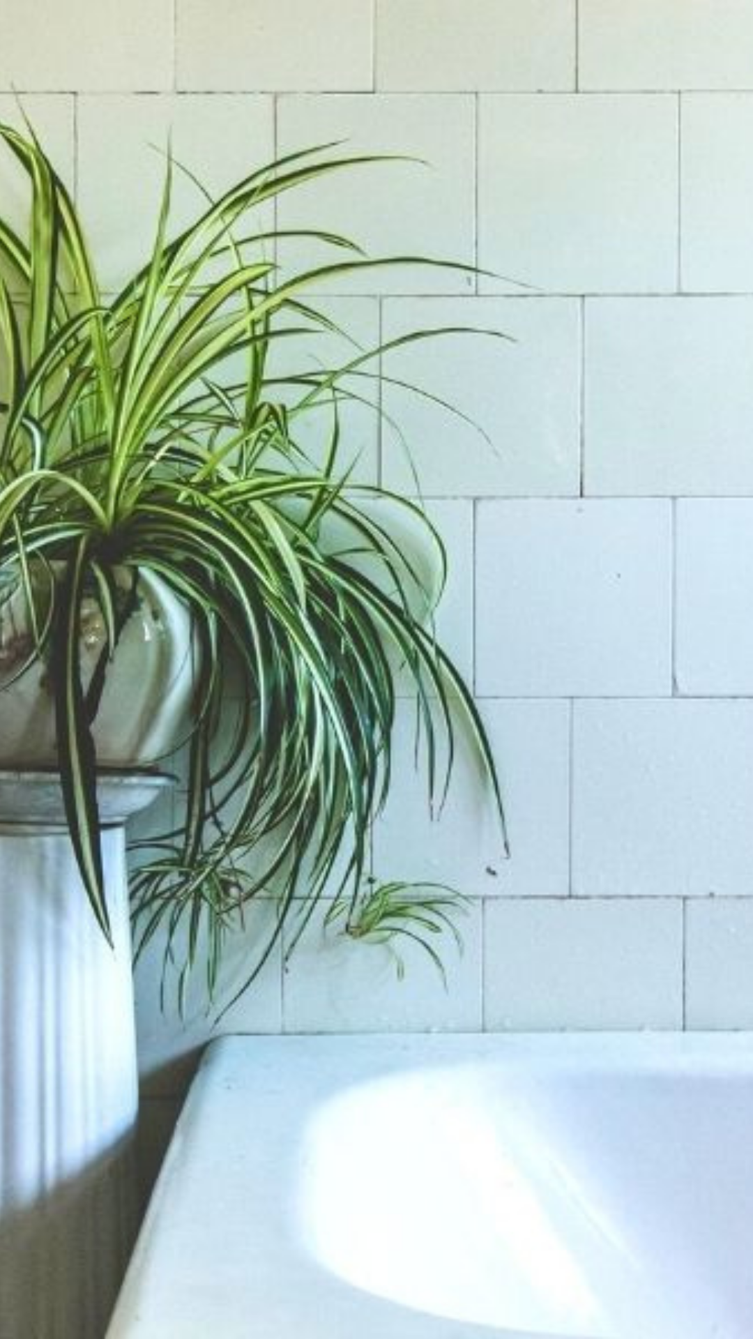 Bathroom plants that absorb moisture | Times of India