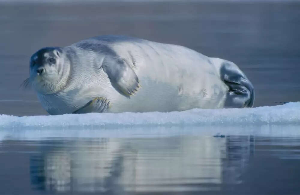 Polar-Bear2