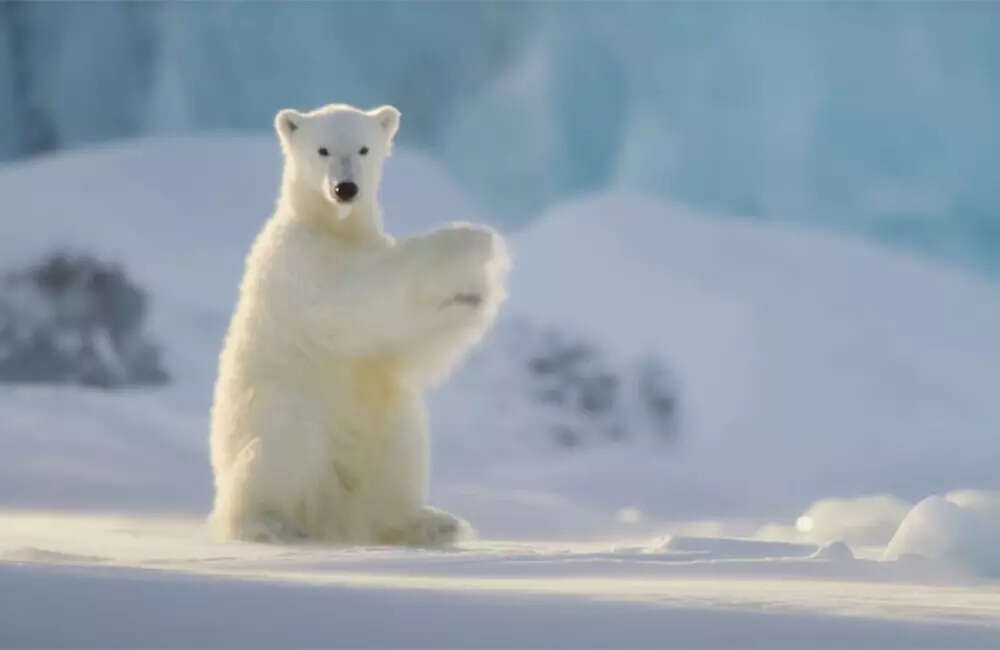 Polar-Bear3