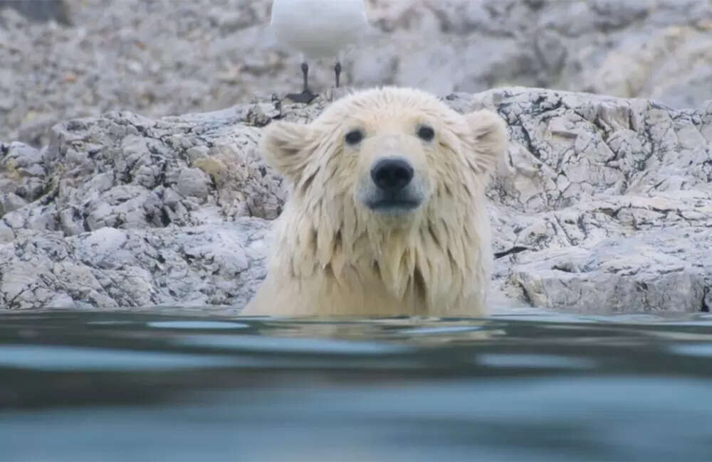 Polar-Bear4