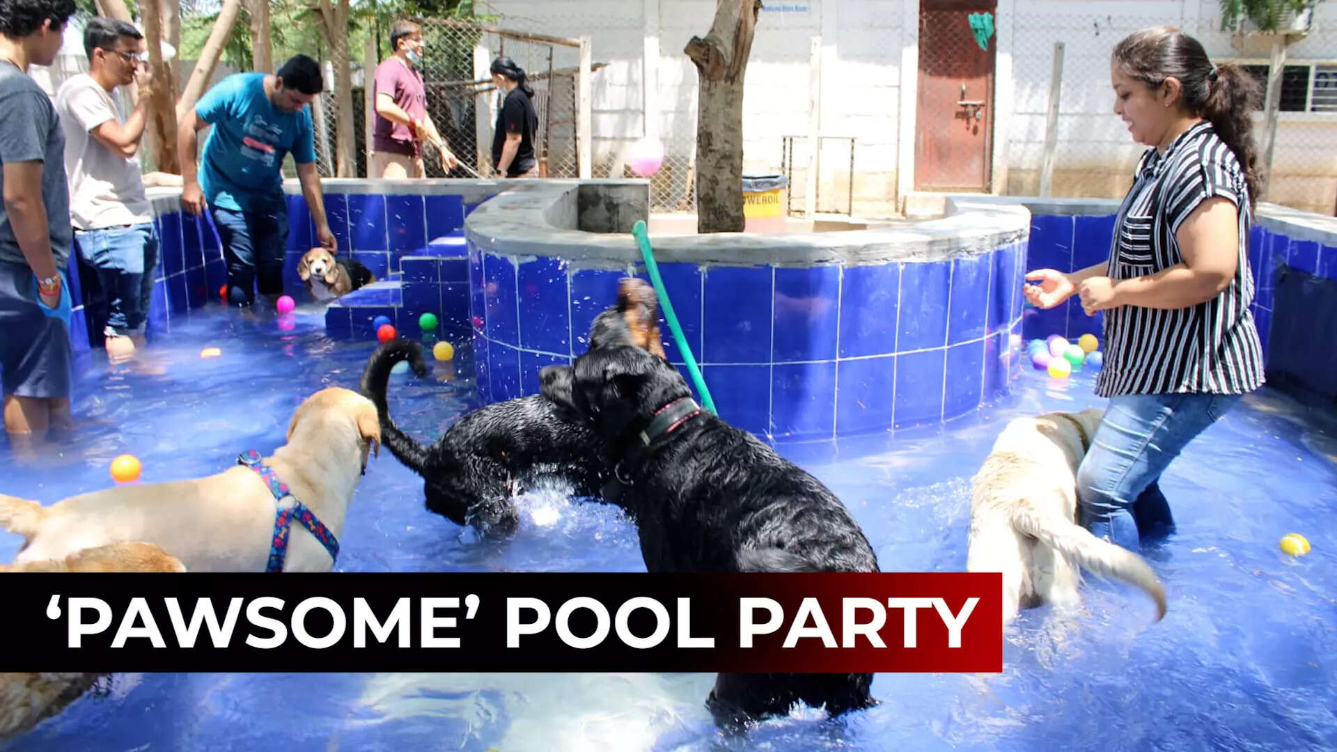 Love your pet? Let it have a splashing time at a pool party