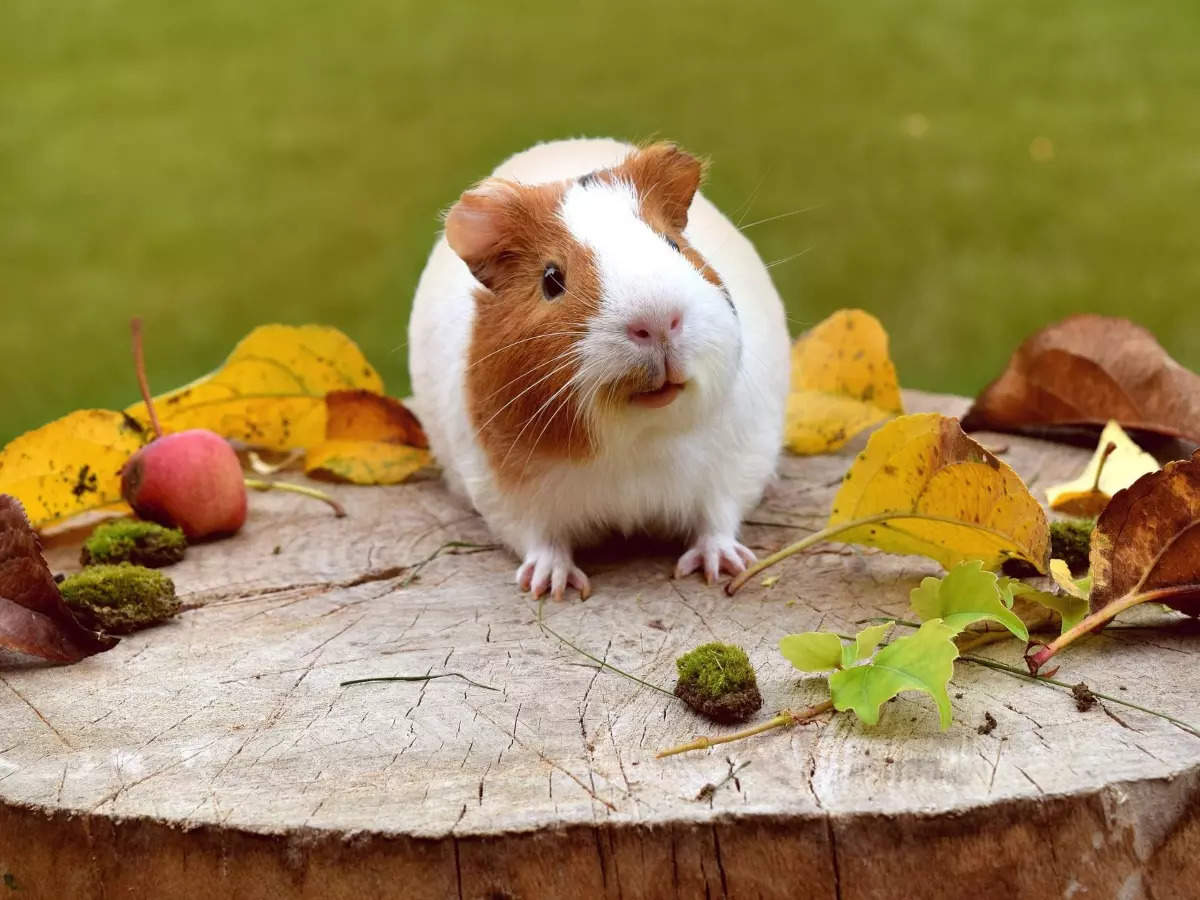 are guinea pigs as smart as dogs