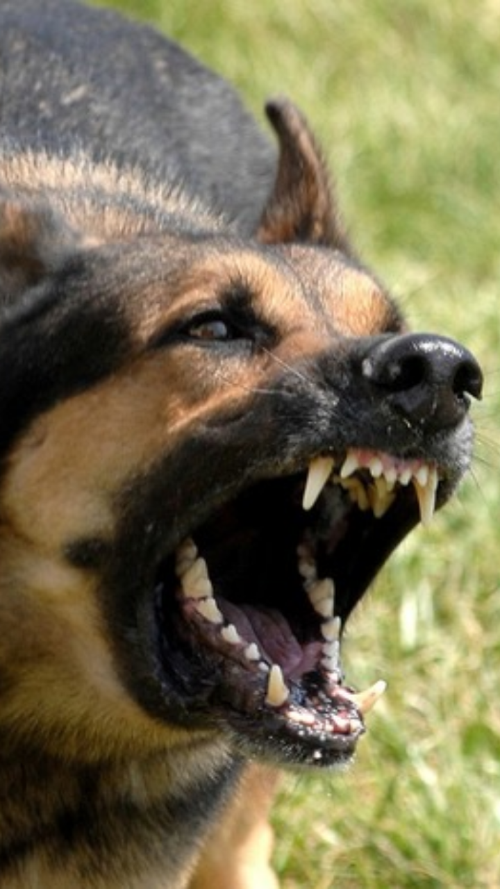 The most dangerous dog breeds in the world | Times Now