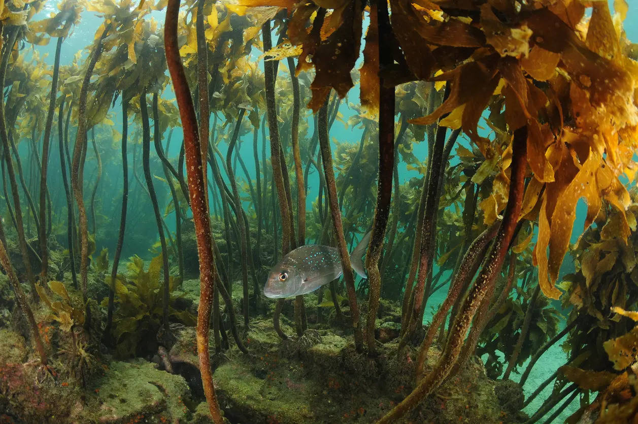 There’s an incredible sunken forest under the waters of Clear Lake in ...