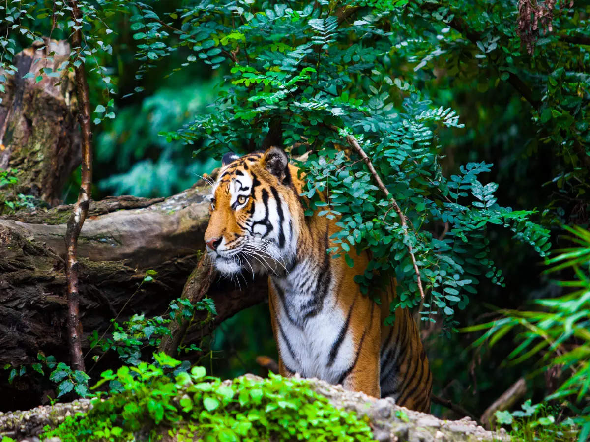 We need to talk about Dampa Tiger Reserve in Mizoram | Times of India