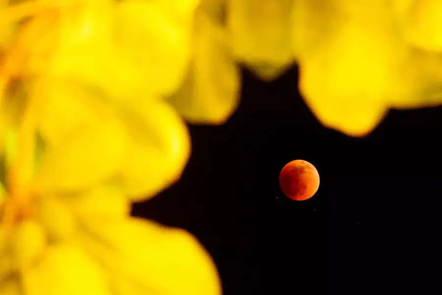 30 mesmerising pictures of Super Flower Blood Moon lunar eclipse