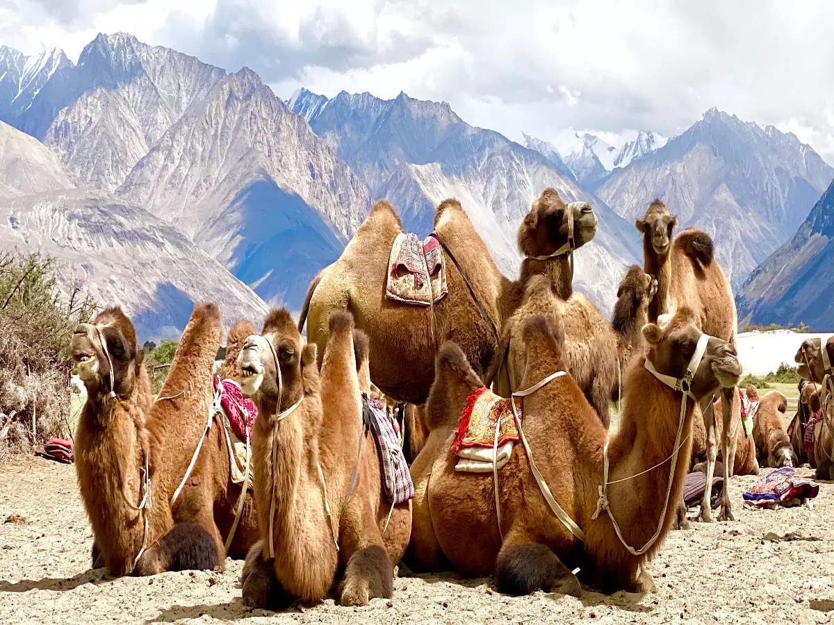Ladakh's Nubra Valley will soon host the 6th Siachen Folk Festival