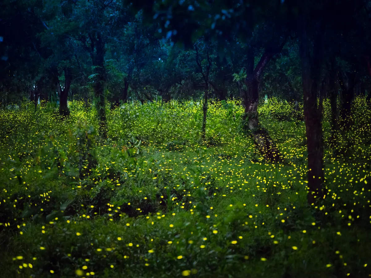 Fireflies festival at Purushwadi, Maharashtra