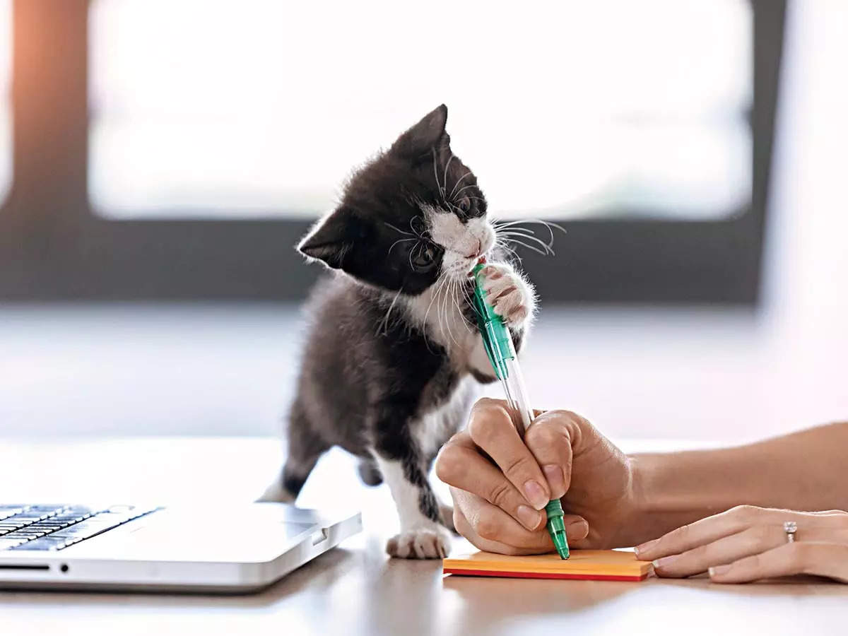 ‘Bringing a pet to the workplace comes with its own set of challenges’
