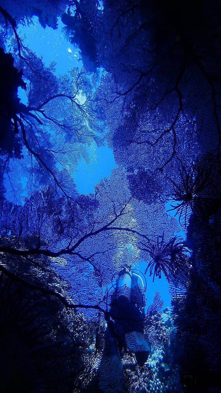 Best Diving Sites In The World Times Of India Best Diving Sites In The World Times Of India