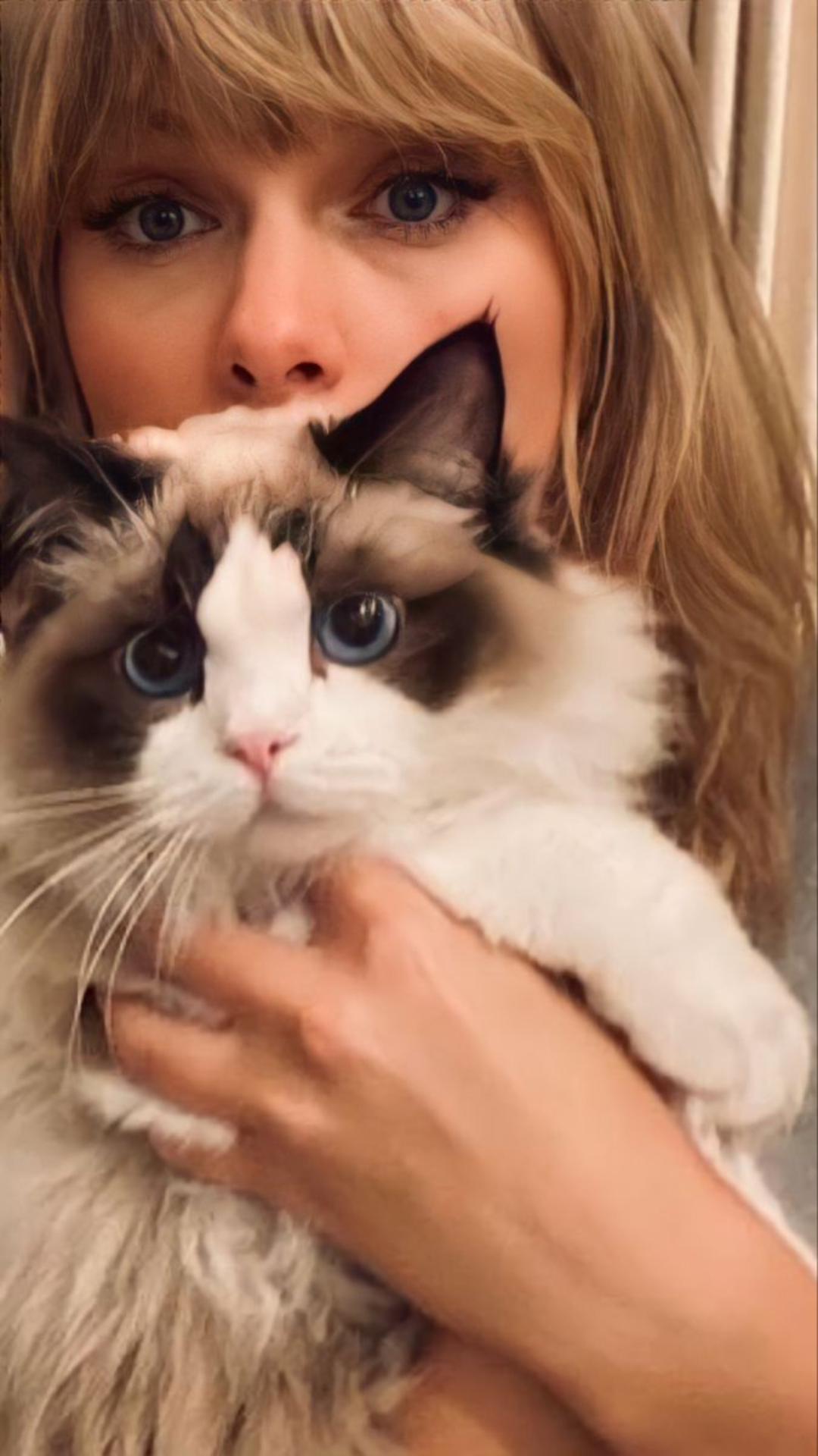 taylor swift ragdoll cat Hot Sale - OFF 72%