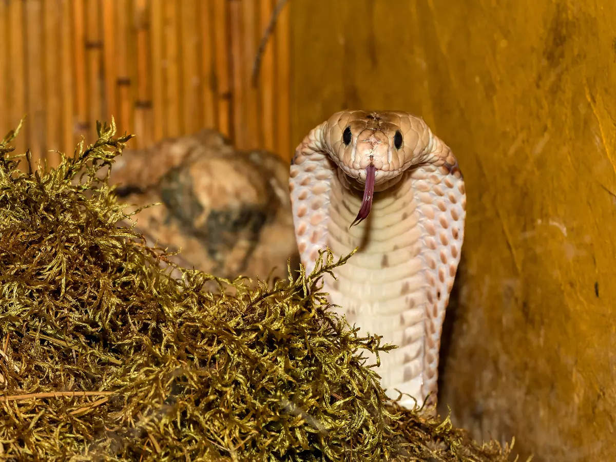 Shetphal Village: A place where cobras and humans live together as a family!