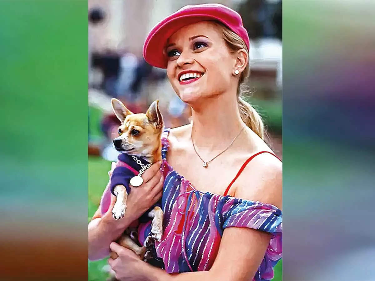 A chihuahua was featured as Bruiser Woods in Legally Blonde