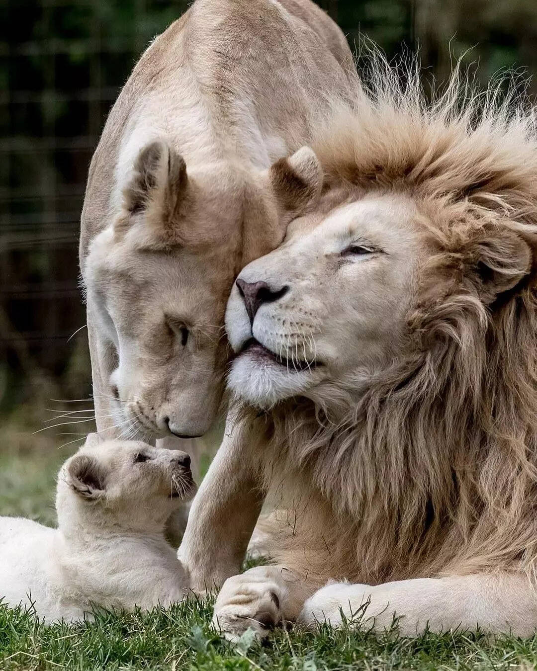 Post announcing pregnancy, this romantic picture of Alia Bhatt and Ranbir Kapoor is winning the internet