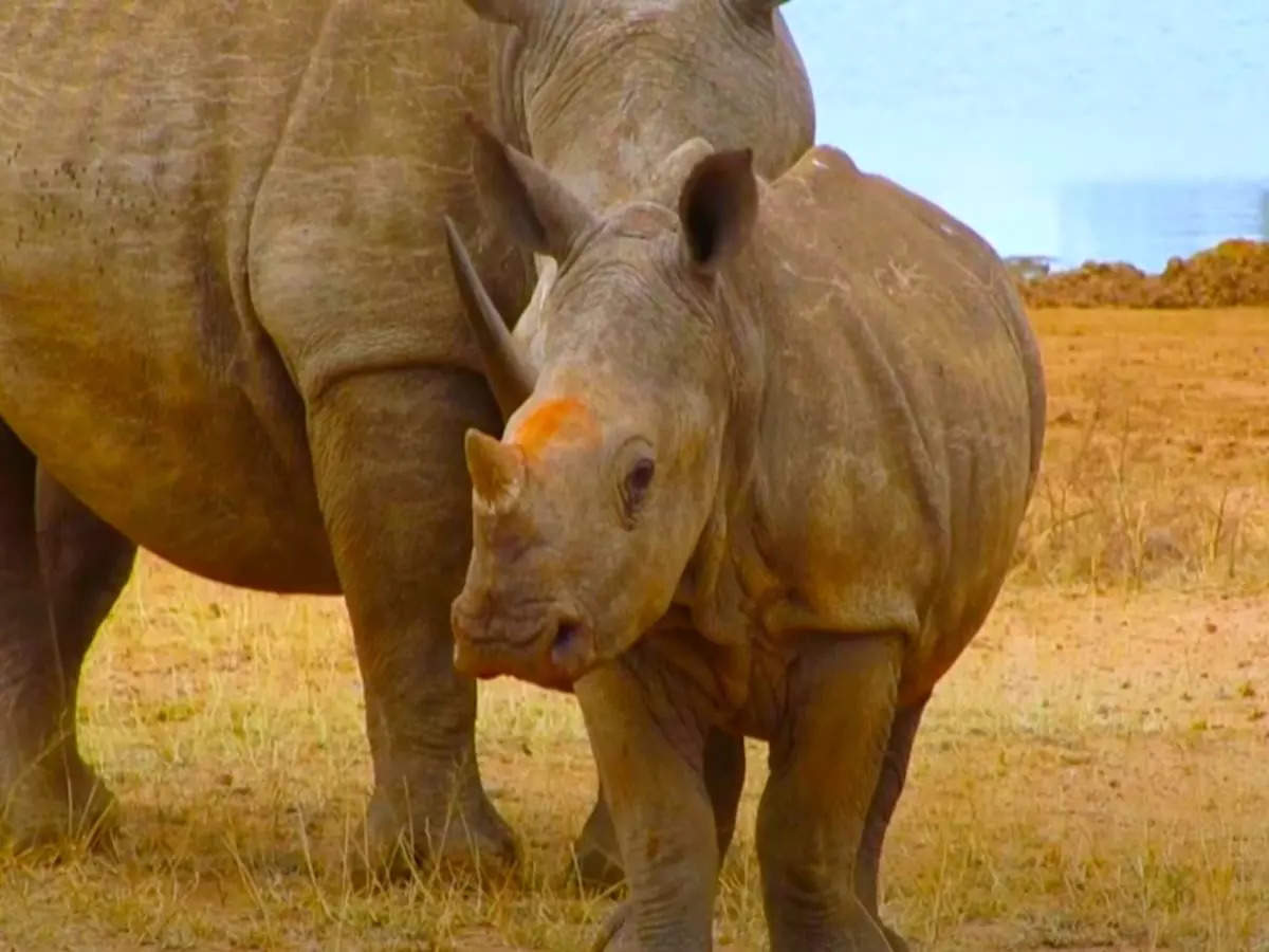 White rhinos are back to Mozambique after 40 years of extinction White rhinos are back to Mozambique after 40 years of extinction