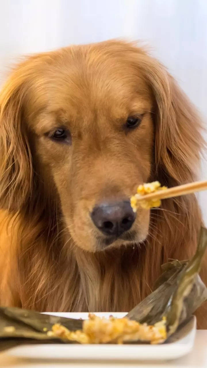 10 Foods Your Dog Should Never Eat