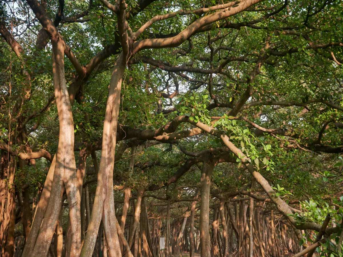 Story of the Great Banyan, world’s largest banyan tree