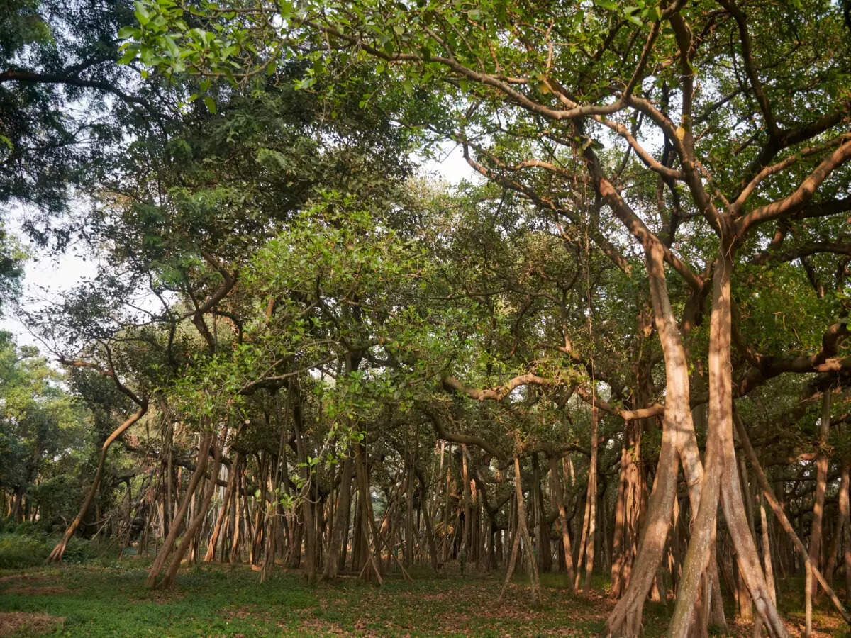 Story of the Great Banyan, world’s largest tree Story of the Great Banyan, world’s largest tree