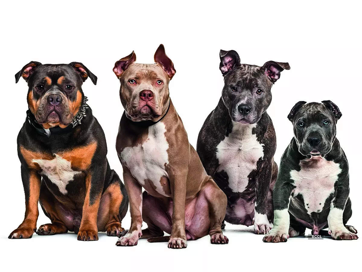 (L-R) Rottweiler, pitbull and doberman
