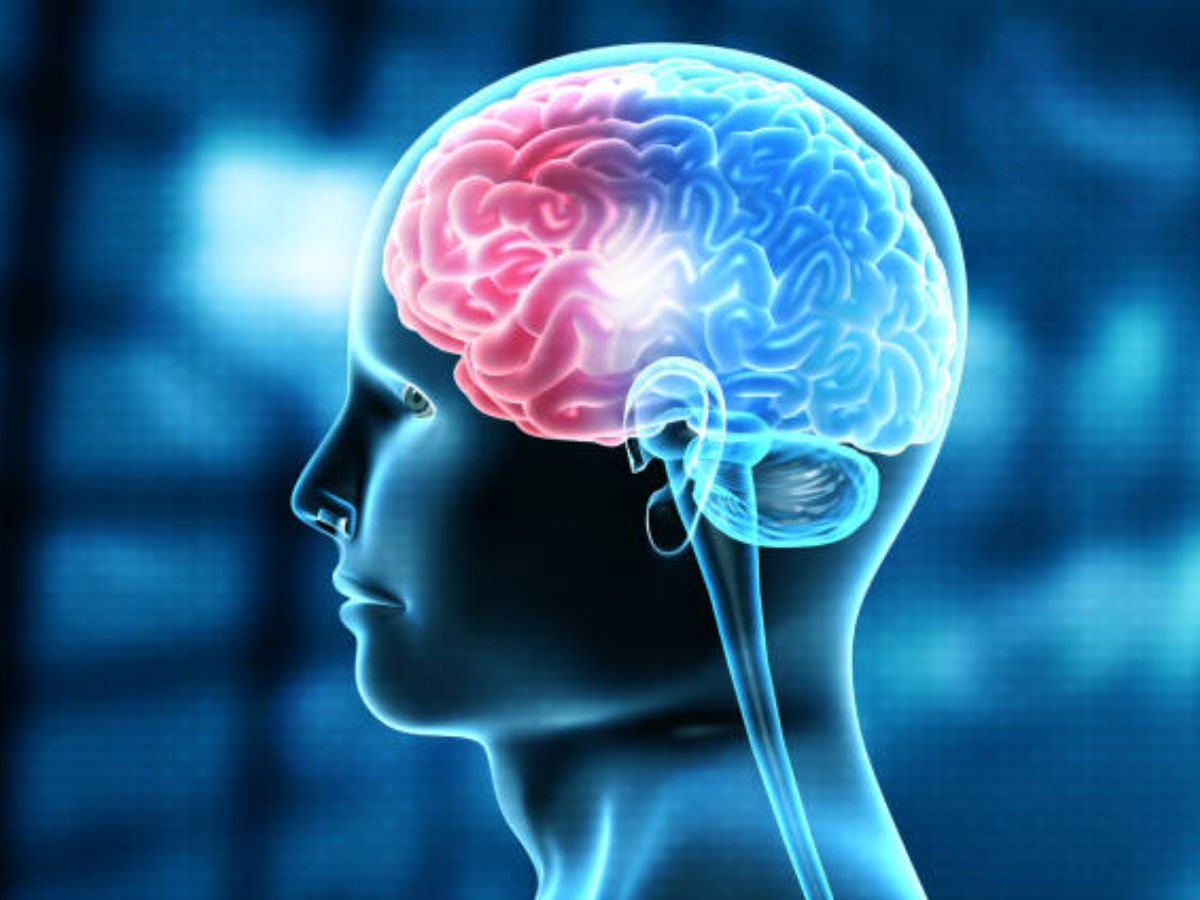 World Brain Day 2022: How to keep your brain active and alive | The Times  of India