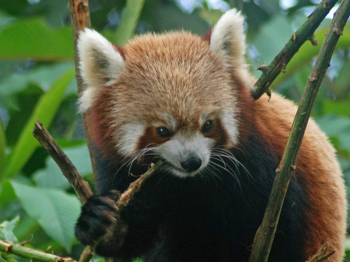 Hanchendzong National Park को UNESCO की विश्व धरोहर स्थल के रूप में सूचीबद्ध क्यों किया गया है?