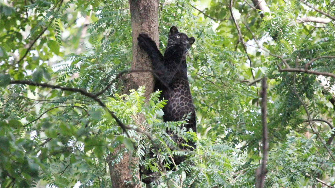 Wildlifers cheer: 'Bagheera' reappears after 2 years in Madhya Pradesh ...