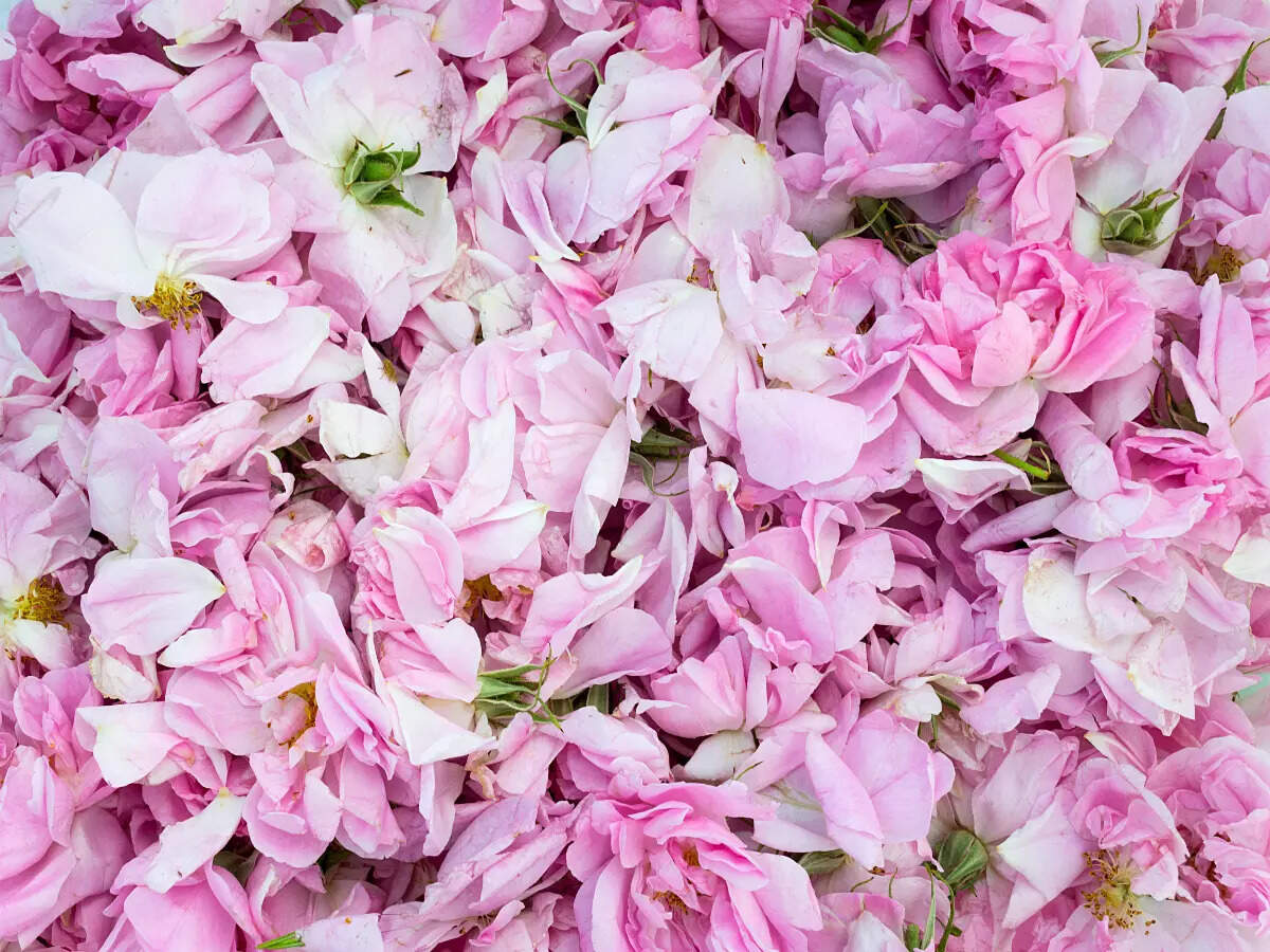 Kannauj perfumes and all you need to know about the art of perfumery Kannauj perfumes and all you need to know about the art of perfumery