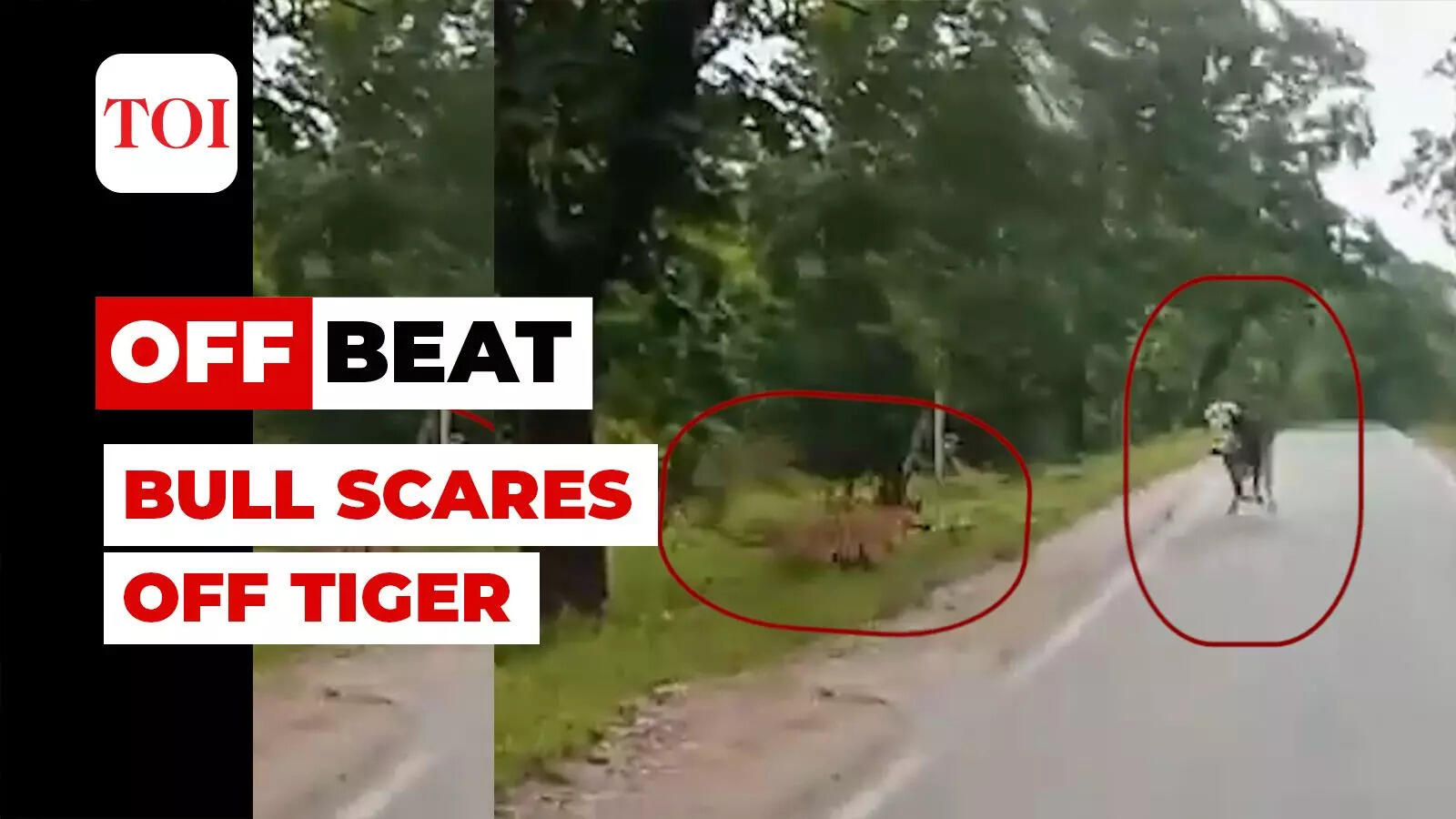 Viral video: Bull forces tiger to retreat, escapes death