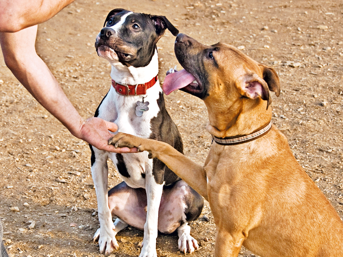 Increase in pit bull attacks, experts say 'stop illegal breeding, train