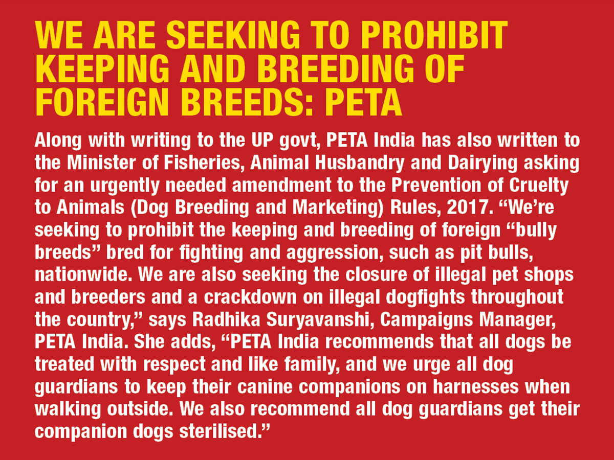 Increase in pit bull attacks, experts say 'stop illegal breeding, train