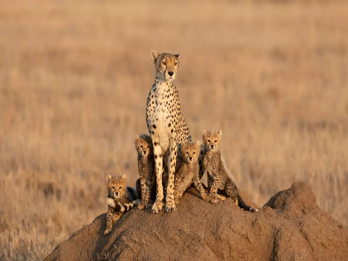 What does cheetah reintroduction mean for Kuno National Park?