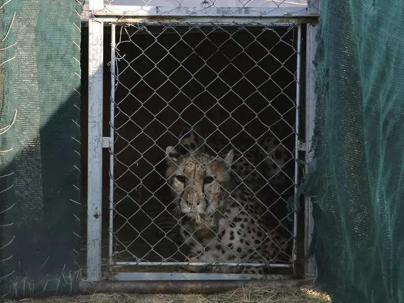 Cheetahs make a return to India after 70 years, here are some interesting facts about them