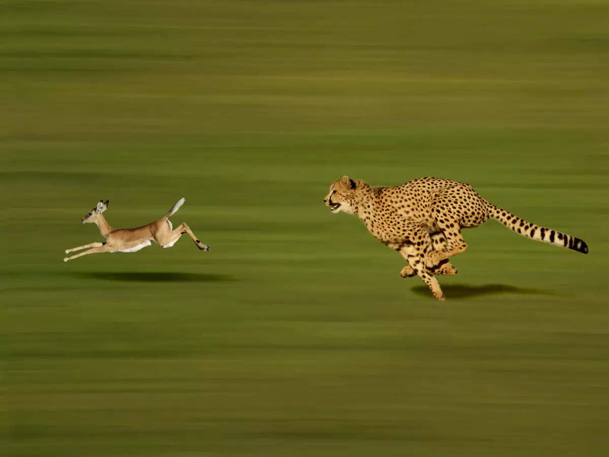 From cheetahs to pangolins: It’s survival of the fittest for Indian wildlife From cheetahs to pangolins: It’s survival of the fittest for Indian wildlife