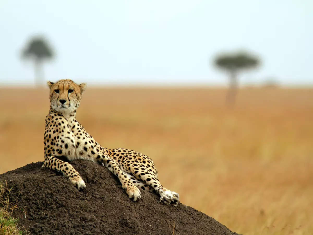 From cheetahs to pangolins: It’s survival of the fittest for Indian wildlife