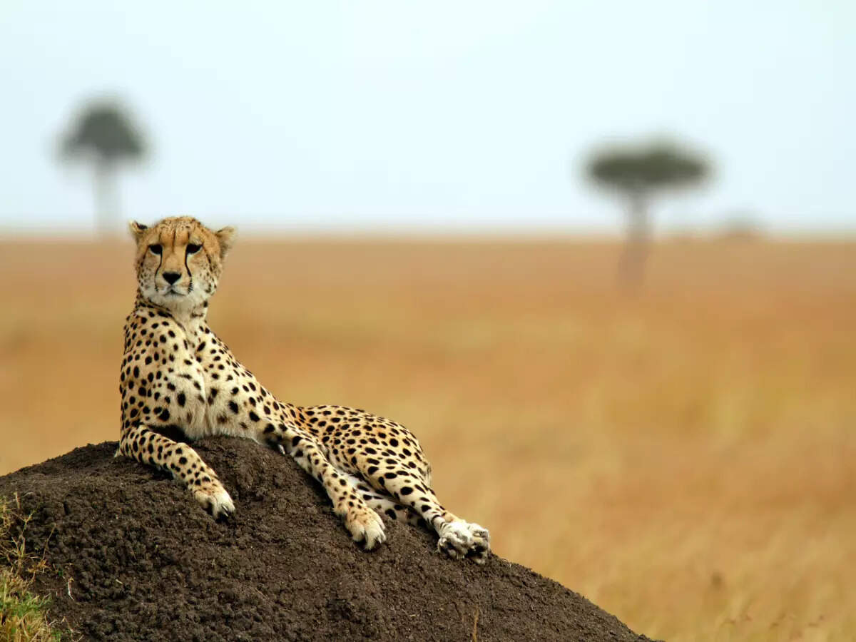 From cheetahs to pangolins: It’s survival of the fittest for Indian wildlife From cheetahs to pangolins: It’s survival of the fittest for Indian wildlife