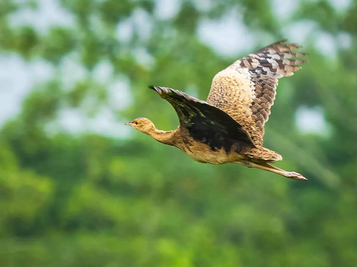 From cheetahs to pangolins: It’s survival of the fittest for Indian wildlife From cheetahs to pangolins: It’s survival of the fittest for Indian wildlife