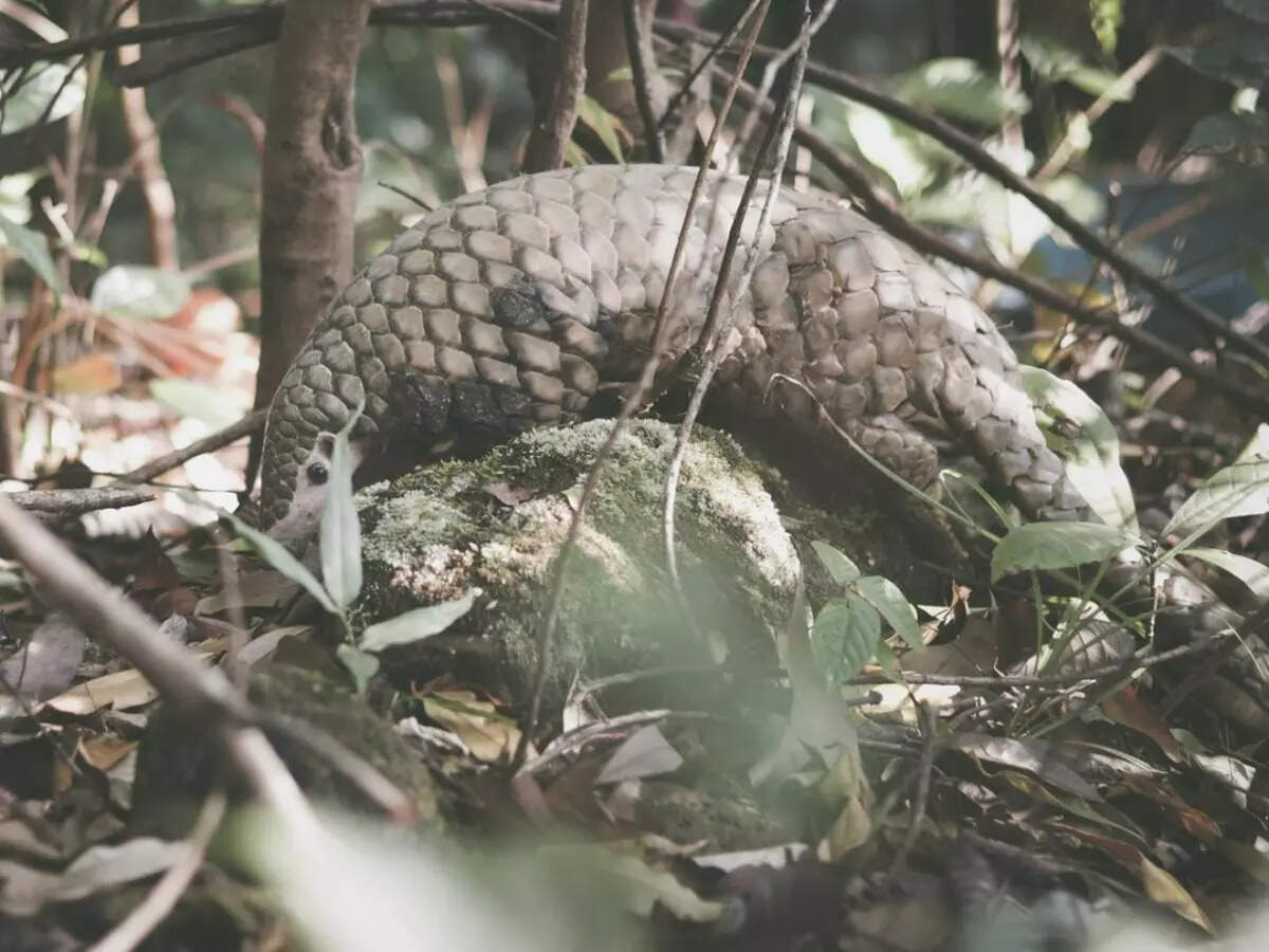 From cheetahs to pangolins: It’s survival of the fittest for Indian wildlife From cheetahs to pangolins: It’s survival of the fittest for Indian wildlife