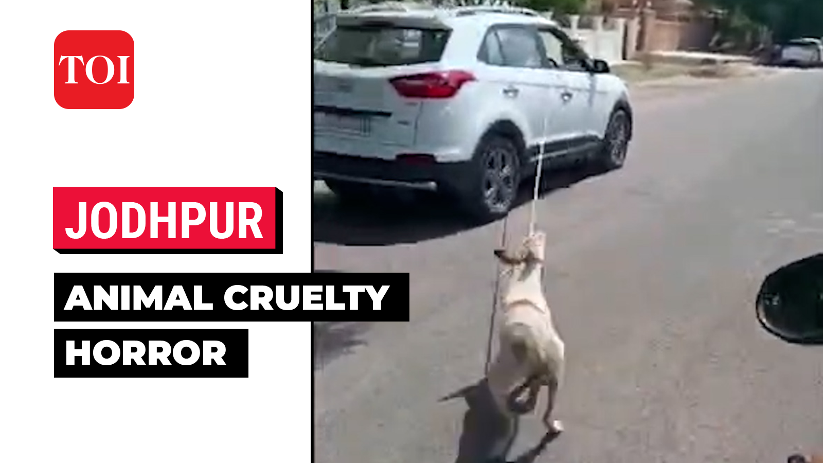 Viral: Jodhpur doctor chains dog to his car, drags him around city ...