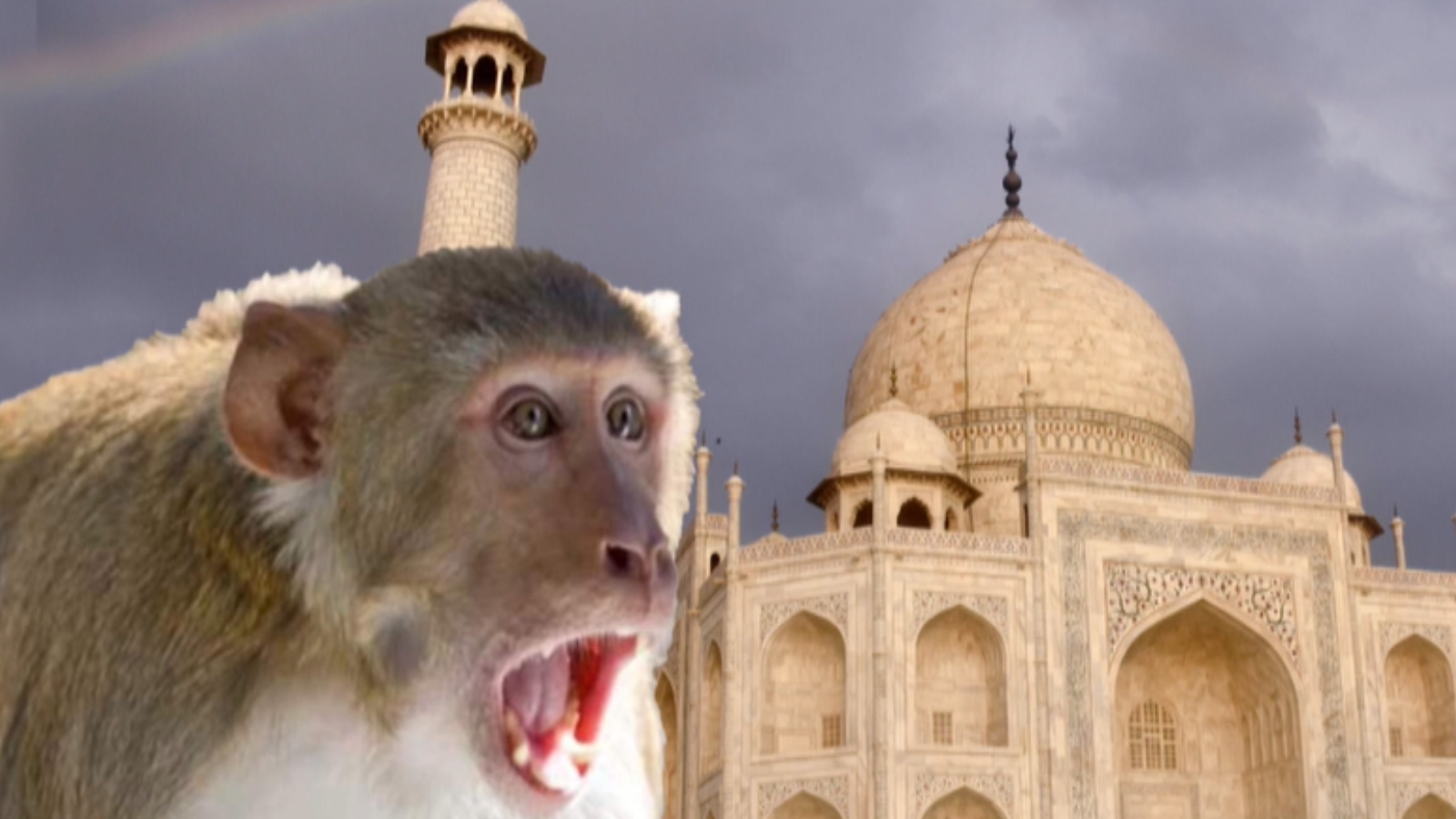 Monkey menace at Taj Mahal, tourists attacked